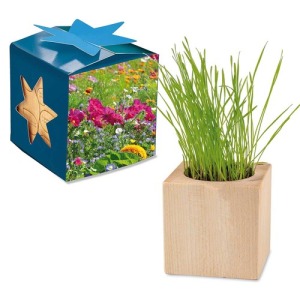 Holzwürfeltopf Maxi in Star-Box - Sommerblumenmischung