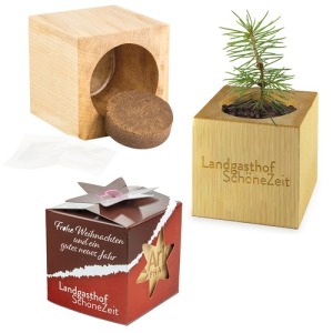 Mini Holzwürfel Topf mit Fichtensamen in Star-Box - Fichte