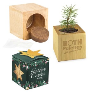 Topfwürfel aus Holz für den Schreibtisch in einer Star-Box - Fichte