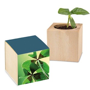 Pot cube - Bulbes de trèfle à 4 feuilles 