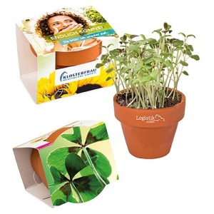 Mini pot terre cuite, fourreau complet- Bulbes de trèfle à 4 feuilles 
