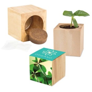 Pot cube bois maxi - Bulbes de trèfle à 4 feuilles 