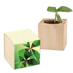 Pot cube - Bulbes de trèfle à 4 feuilles 