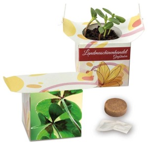 Pot suspendu - Bulbes de trèfle à 4 feuilles 