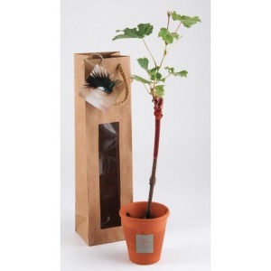 Rebenbrühe im Geschenktopf