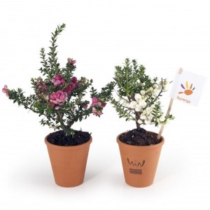 Weihnachtsblume im Erdtopf