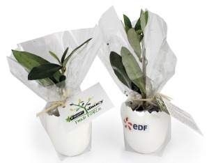 Das Ei - Mini-Pflanzenbaum