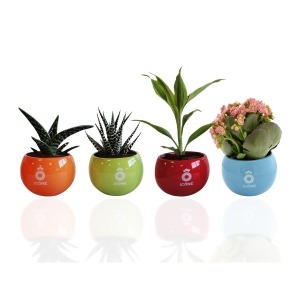 Deponiepflanze in einem Keramiktopf mit Magneten