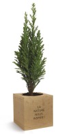 Holzwürfel mit einem baum picture