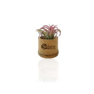 Tillandsia im bambus-topf picture
