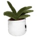 Peluche aloe vera, peluche Werbung