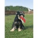 Frisbee für Hunde Geschäftsgeschenk