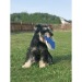 Frisbee für Hunde Geschäftsgeschenk