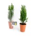 Mini sapin en pot terre cuite 7cm Geschäftsgeschenk