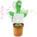 Cactus danseur Geschäftsgeschenk