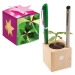 Pot cube boisde bureau en boite star-box - Bulbes de trèfle à 4 feuilles Geschäftsgeschenk