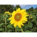Mini-Fass aus Holz - Sonnenblume, Fass Werbung