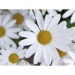 Mini-Fass aus Holz - Marguerite, Fass Werbung