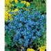 Mini-tonneau en bois - Myosotis, tonneau Werbung