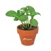 Mini pot terre cuite sous pochette - Bulbes de trèfle à 4 feuilles Geschäftsgeschenk