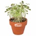 Mini pot terre cuite, fourreau chapeau - Bulbes de trèfle à 4 feuilles Geschäftsgeschenk