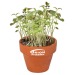 Mini pot terre cuite, fourreau complet- Bulbes de trèfle à 4 feuilles, trèfle à 4 feuilles Werbung