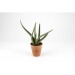 Miniaturansicht des Produkts Aloe vera im Topf 1