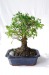 Bonsai-Kugel Geschäftsgeschenk