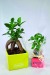 Ficus ginseng - klein Geschäftsgeschenk