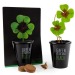 Pflanzset black - Vierblättriger Klee Geschäftsgeschenk