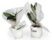 Das Ei - Mini-Pflanzenbaum Geschäftsgeschenk