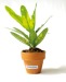 Mini plante  dépolluante en pot terre cuite, Made in France Werbung