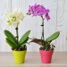 Orchidee kleines Modell Geschäftsgeschenk