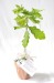 Plant d'arbre en pot terre cuite - Prestige, Arbre Werbung