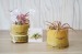 Tillandsia im Bambus-Topf Geschäftsgeschenk