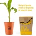 Topf Nachricht ich habe die Superbanane mit Bananenbaum zu säen Geschäftsgeschenk
