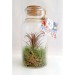 Tillandsie in Flasche 16cm Geschäftsgeschenk