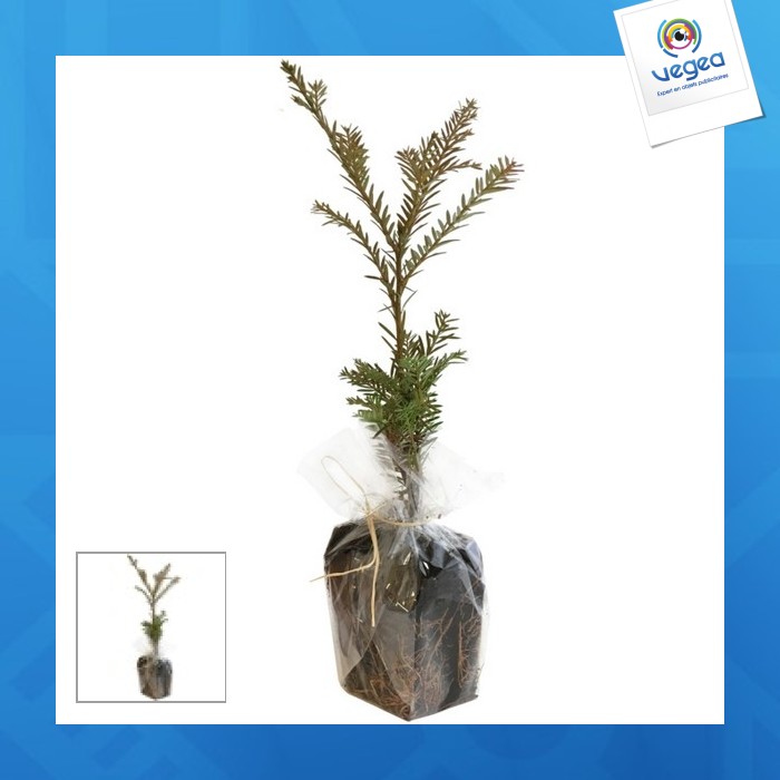 Baum pflanzen im aussaatsack - nadelhölzer