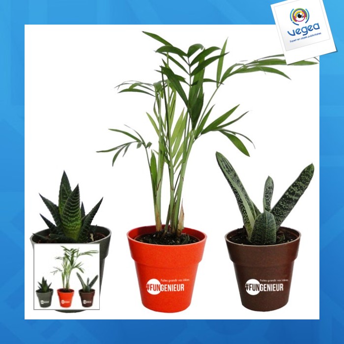 Dekorative pflanze im bambus-topf