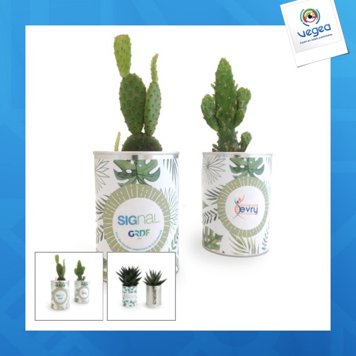 Dose mit wachsender pflanze