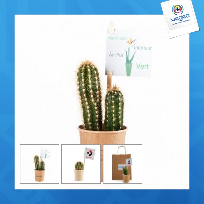 Kaktus im pappbecher