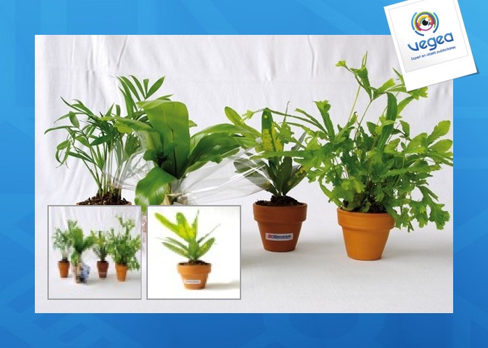 Mini-abfallpflanze im terrakotta-topf