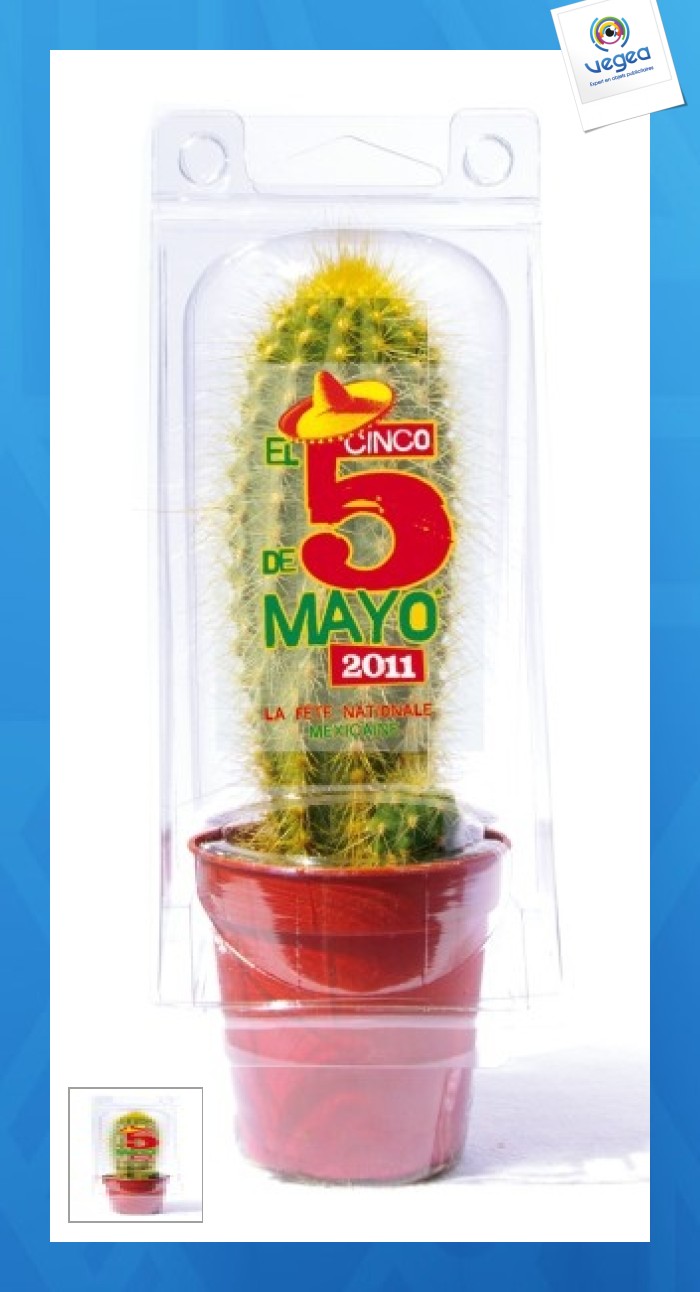 Mini-gewächshaus 1 topf kaktus