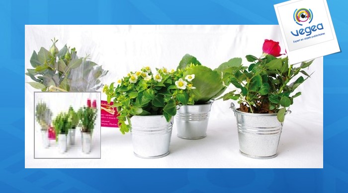 Mini-pflanze im zink-topf