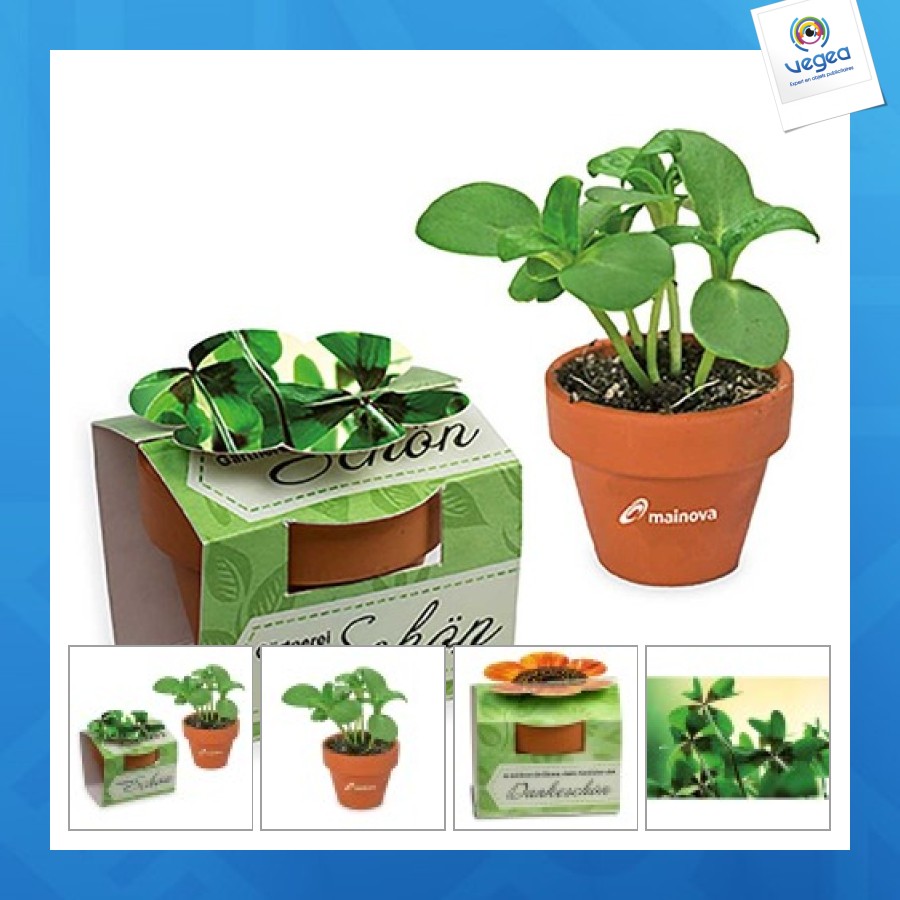 Mini pot terre cuite en fourreau fleur - bulbes de trèfle à 4 feuilles 