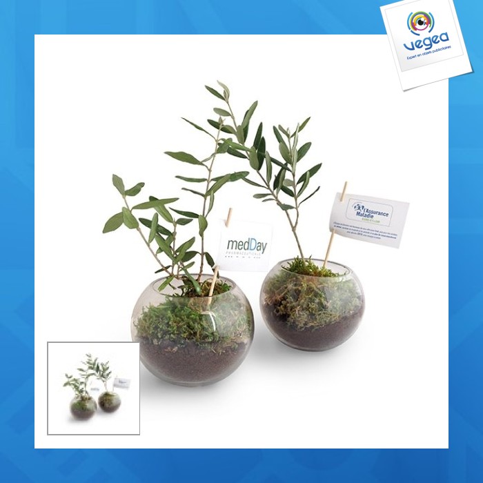 Olivenpflanze unter glasglobus