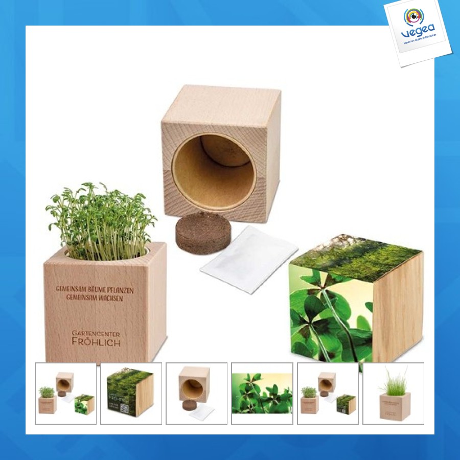 Plante-bois grande avec graines - bulbes de trèfle à 4 feuilles 
