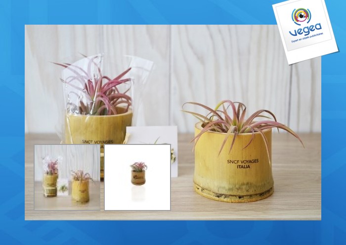 Tillandsia im bambus-topf